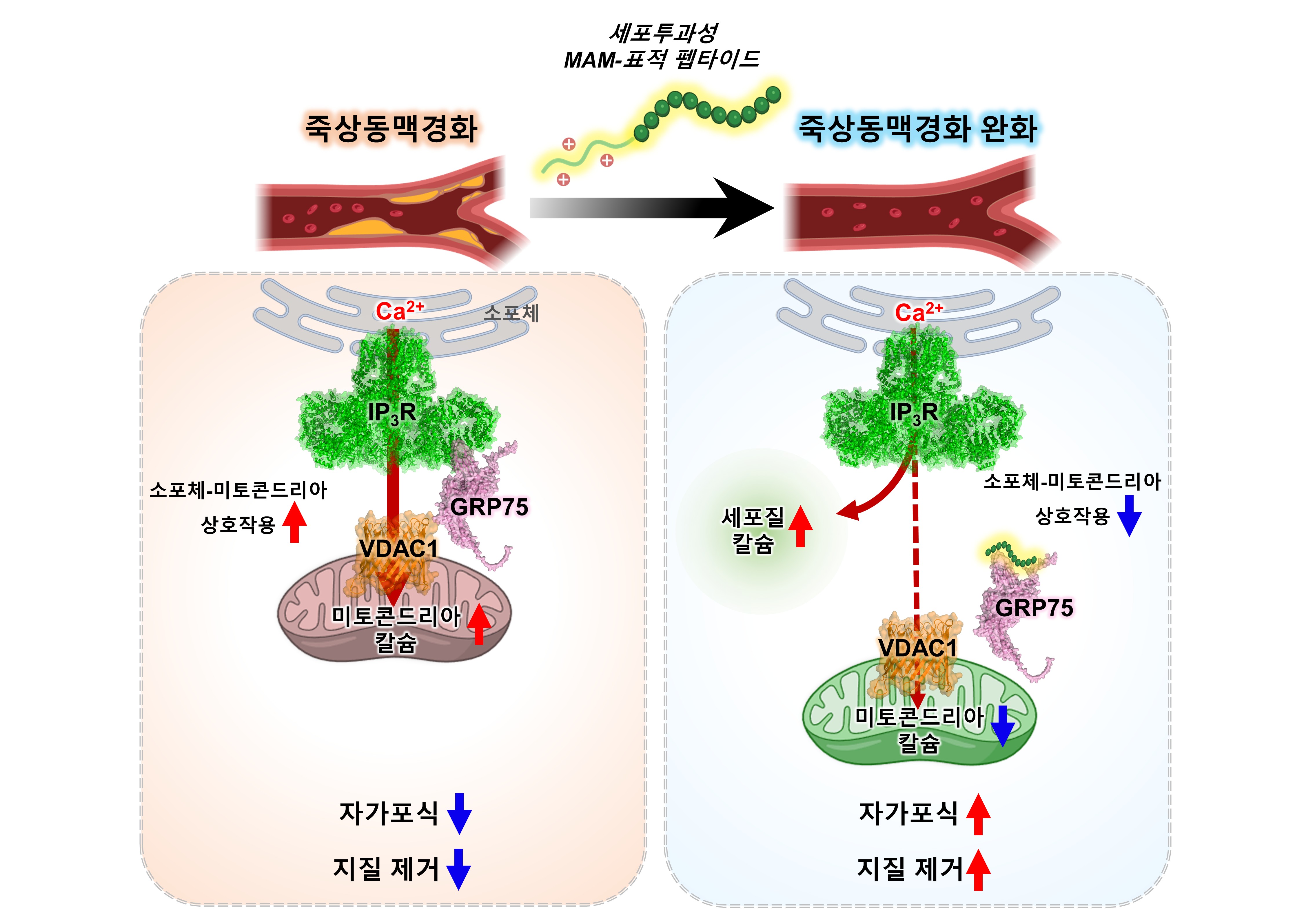 이미지 설명